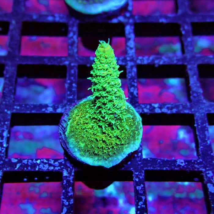 Green Blue Tips Mille Acro