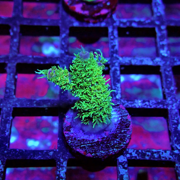 Green Blue Tips Mille Acro