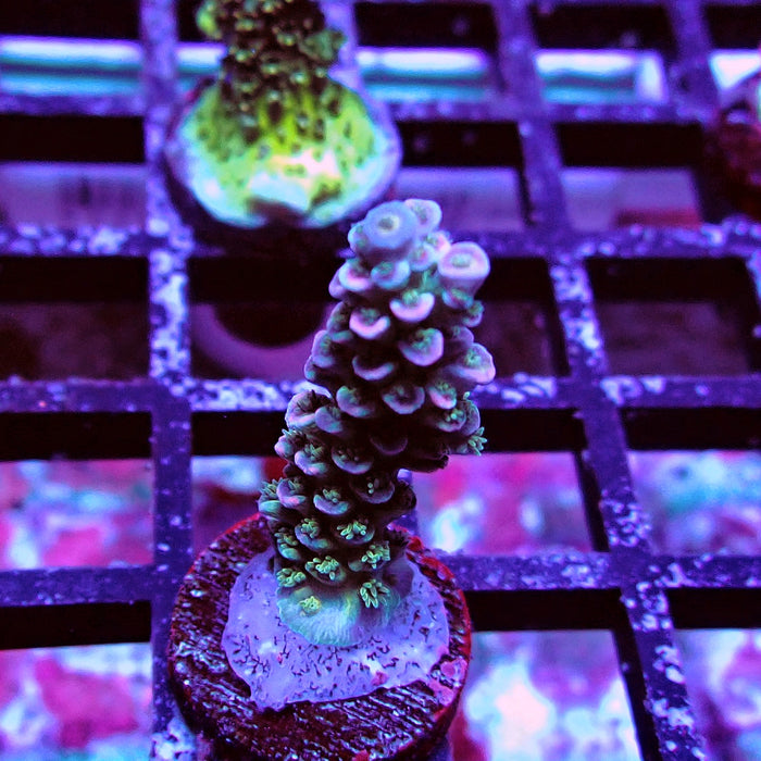 Green Blue Pink Scale Tenuis Acro