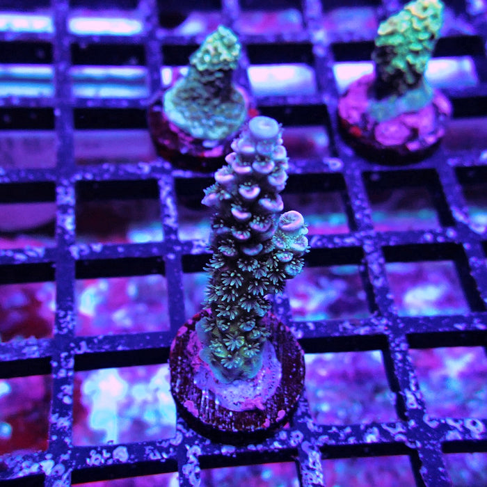 Green Blue Pink Scale Tenuis Acro