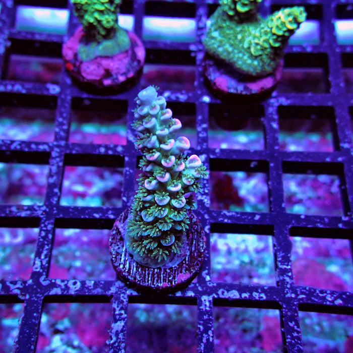 Green Blue Pink Scale Tenuis Acro