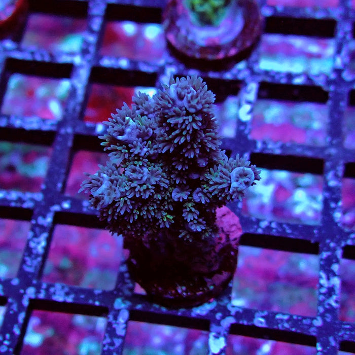 Black Acro
