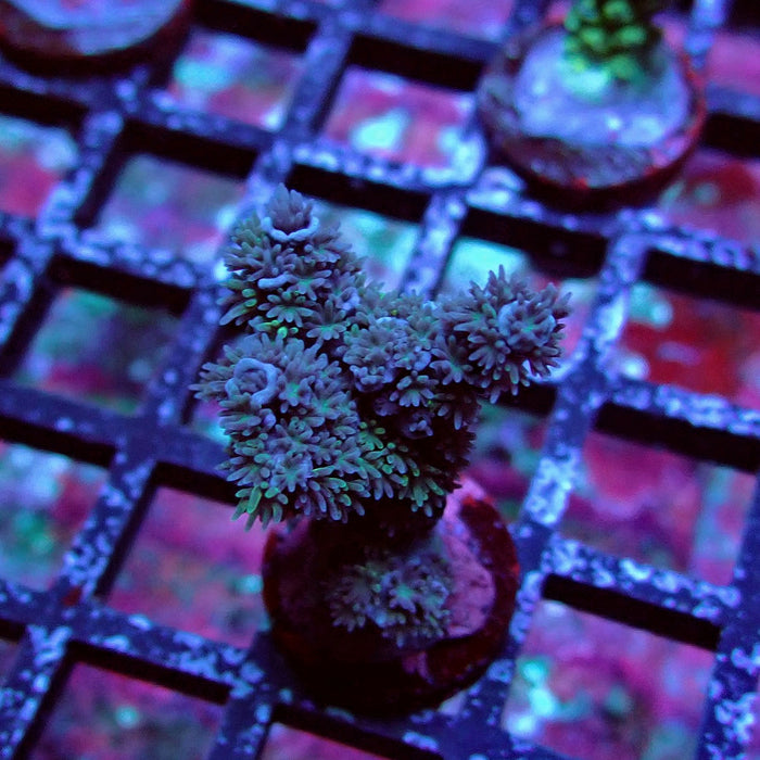 Black Acro
