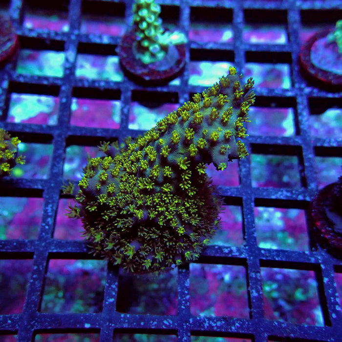 Aquaculture Frag Acro