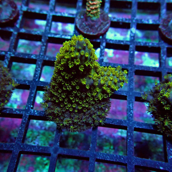 Aquaculture Frag Acro