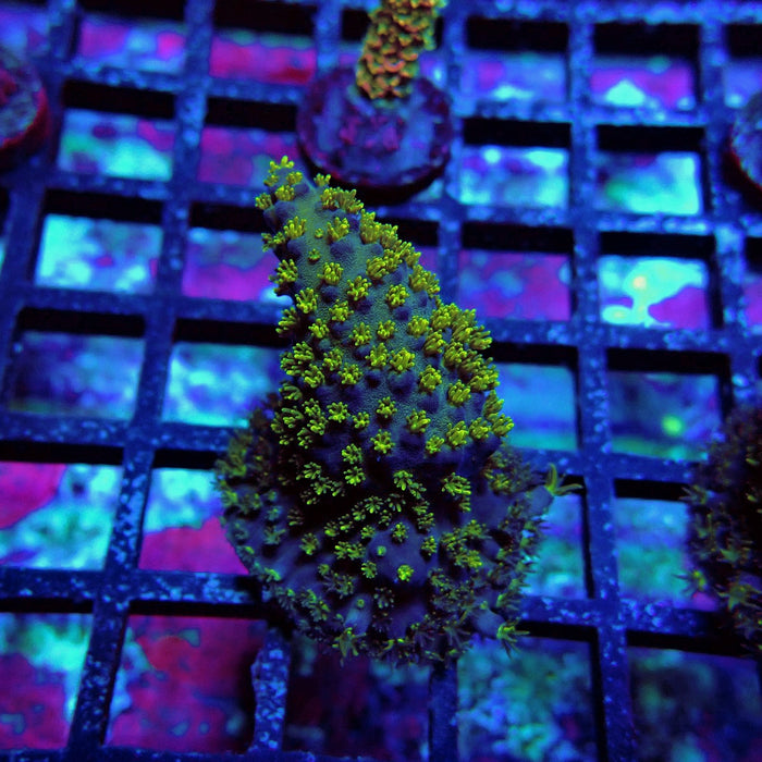 Aquaculture Frag Acro