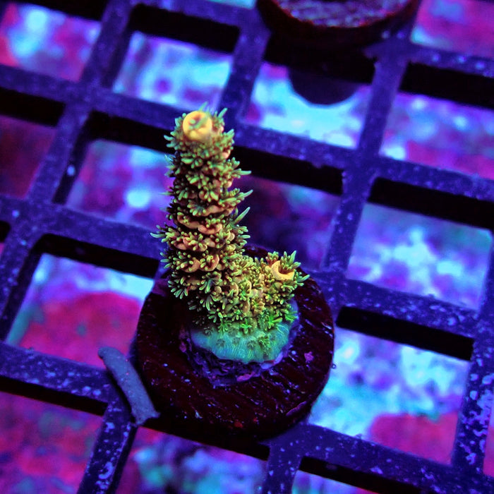 Aquaculture Frag Acro