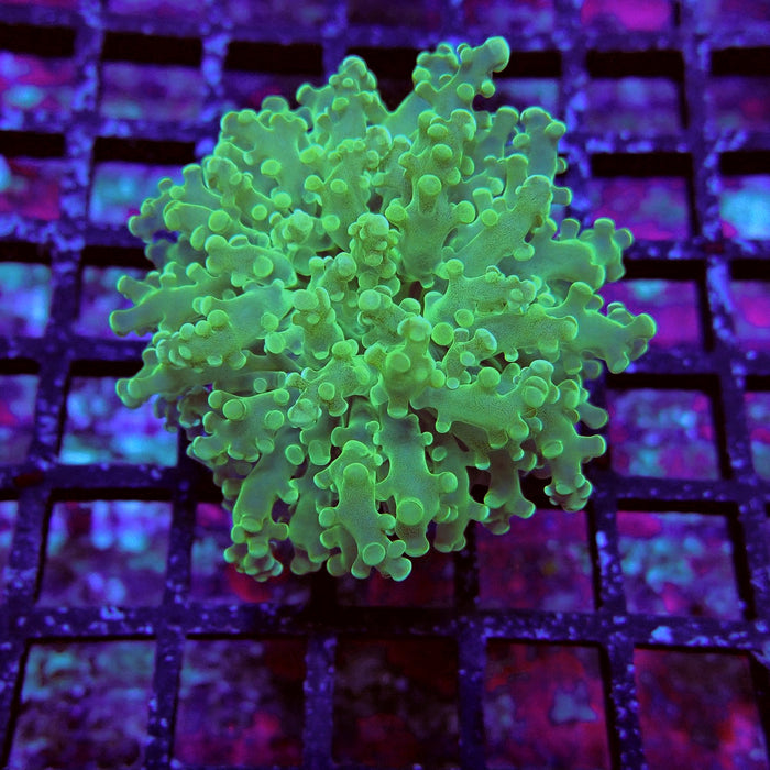 Green Frogspawn Euphyllia