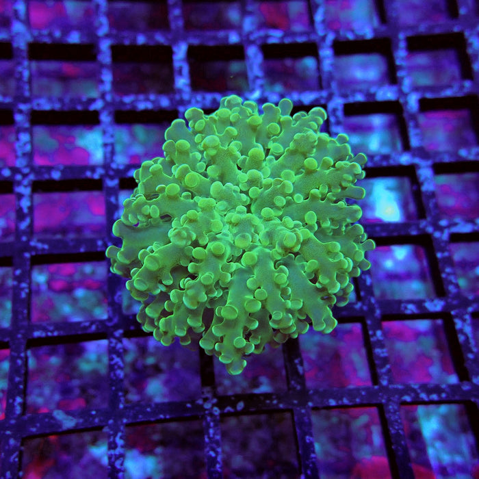 Green Frogspawn Euphyllia