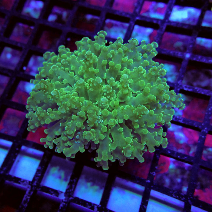 Green Frogspawn Euphyllia