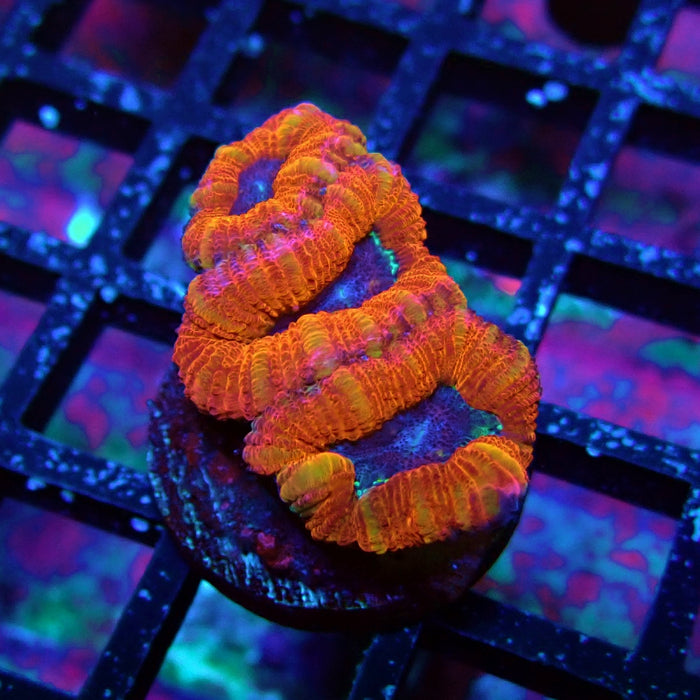Acan Lord Coral Frag (7)