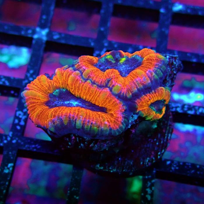 Acan Lord Coral Frag (7)
