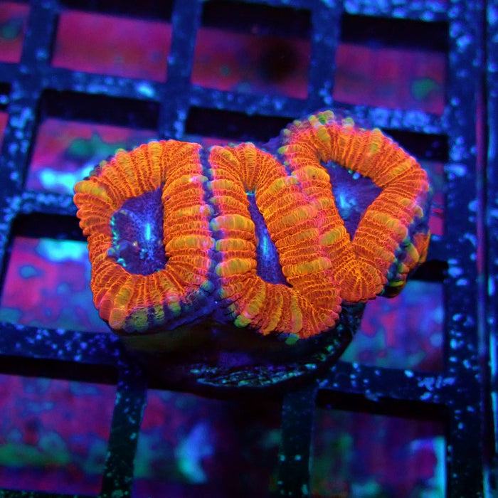 Acan Lord Coral Frag (7)