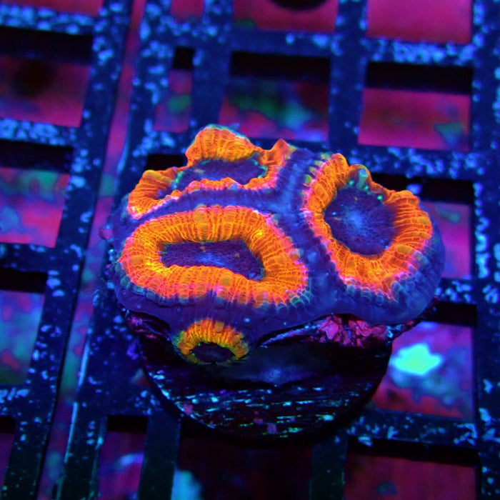Acan Lord Coral Frag (7)