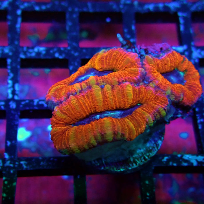 Acan Lord Coral Frag (7)
