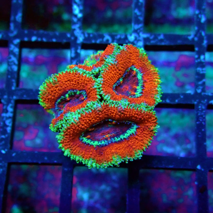 Acan Lord Coral Frag (20)