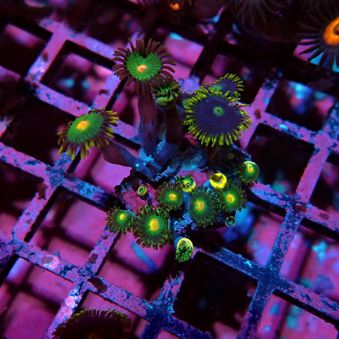 Ultra Zoas Frag