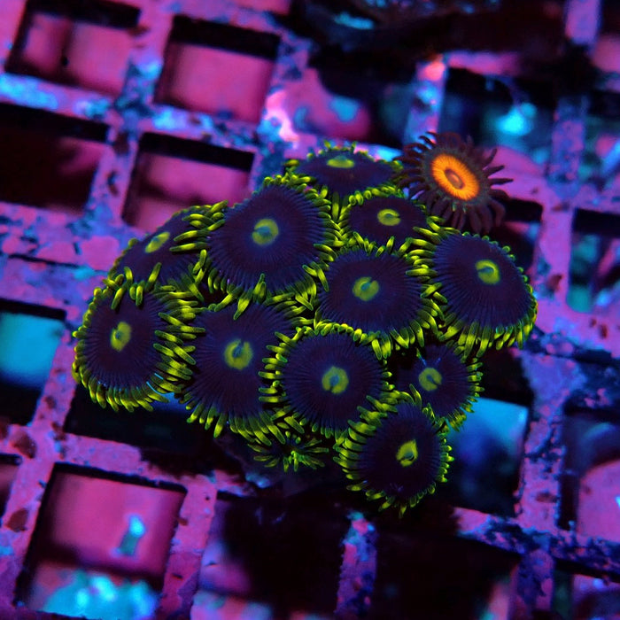 Ultra Zoas Frag