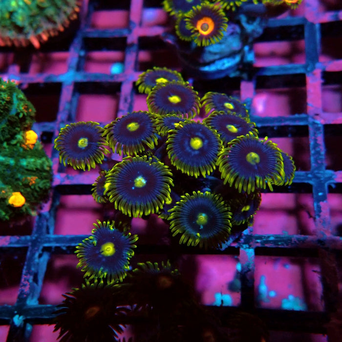 Ultra Zoas Frag