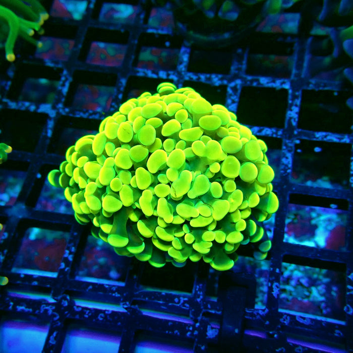 Ultra Green Branch Hammer