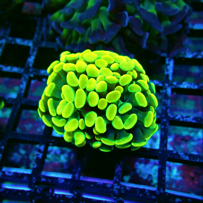 Ultra Green Branch Hammer