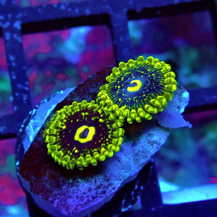 Exosphere Zoas