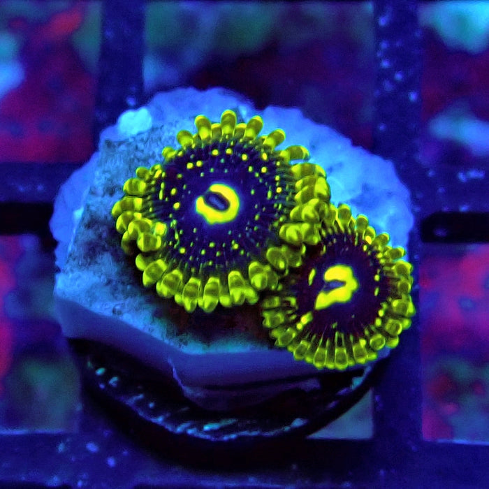 Exosphere Zoas