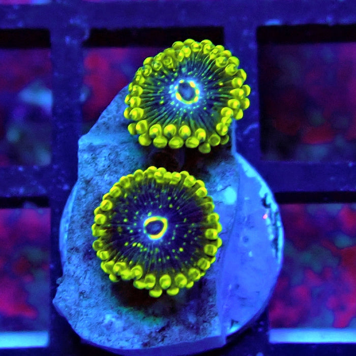 Exosphere Zoas