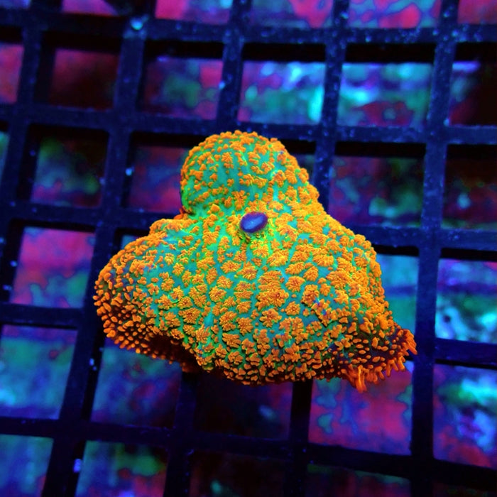 Red Green Ultra Mushroom