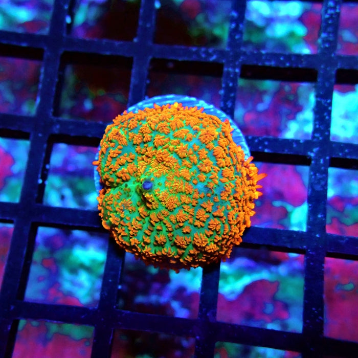 Red Green Ultra Mushroom