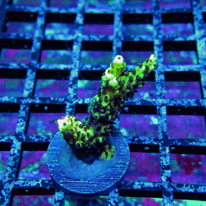 REx Black Sun Acro