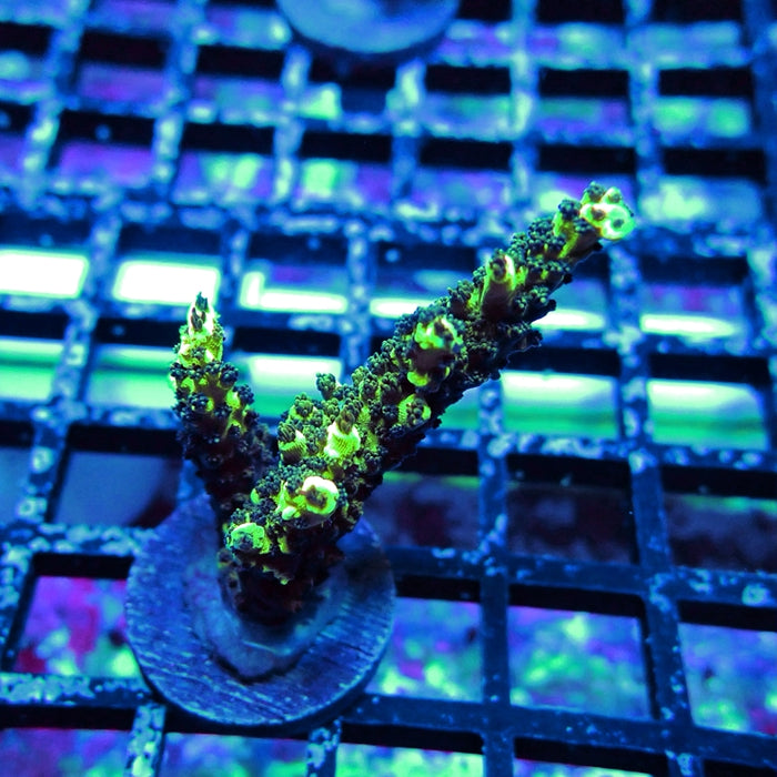 REx Black Sun Acro
