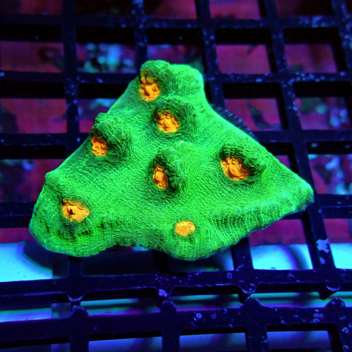 Chalice Coral Frag (7)