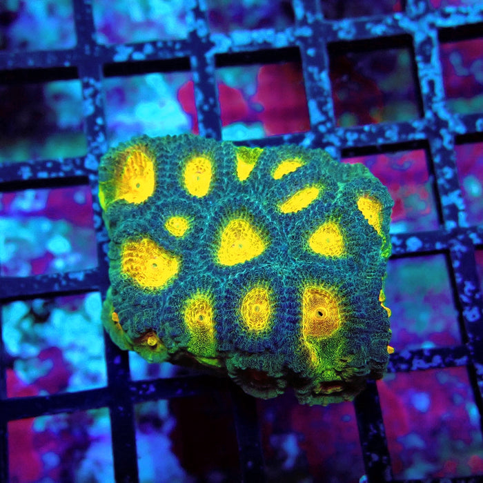 Favia Ultra Aquaculture