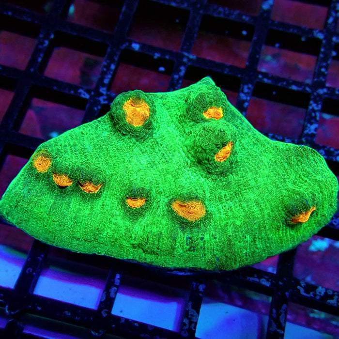 Chalice Coral Frag (7)