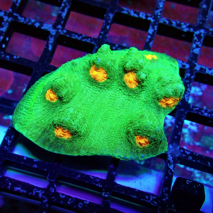 Chalice Coral Frag (7)