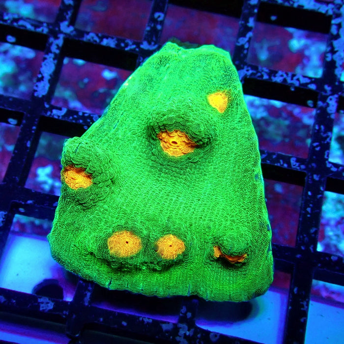 Chalice Coral Frag (7)