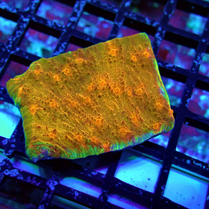 Chalice Coral Frag (8)