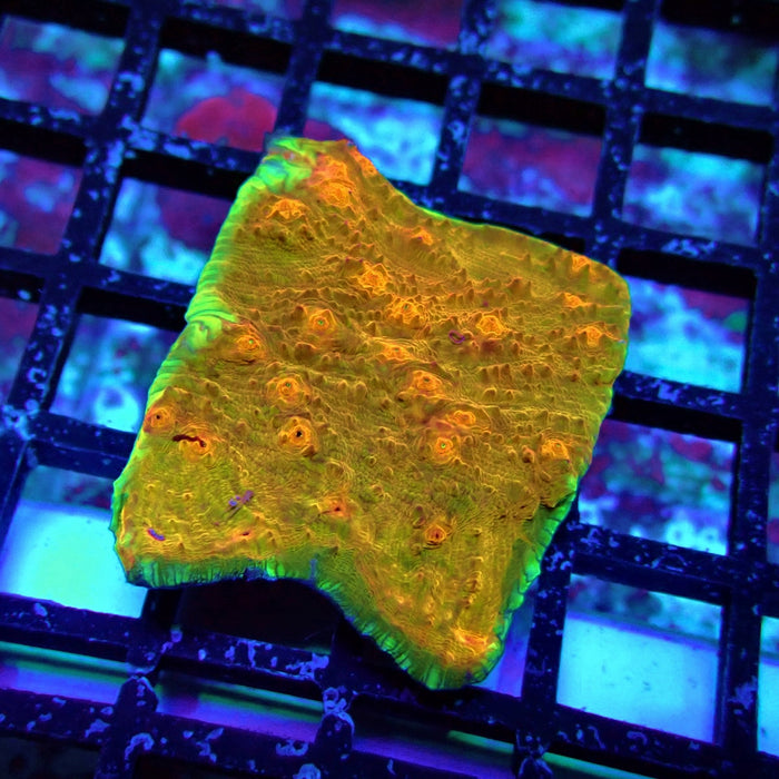 Chalice Coral Frag (8)