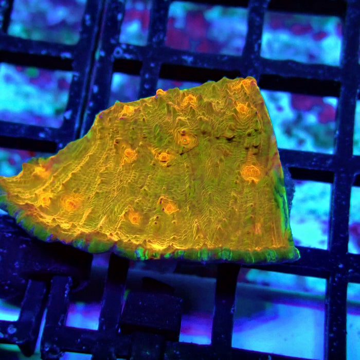 Chalice Coral Frag (8)