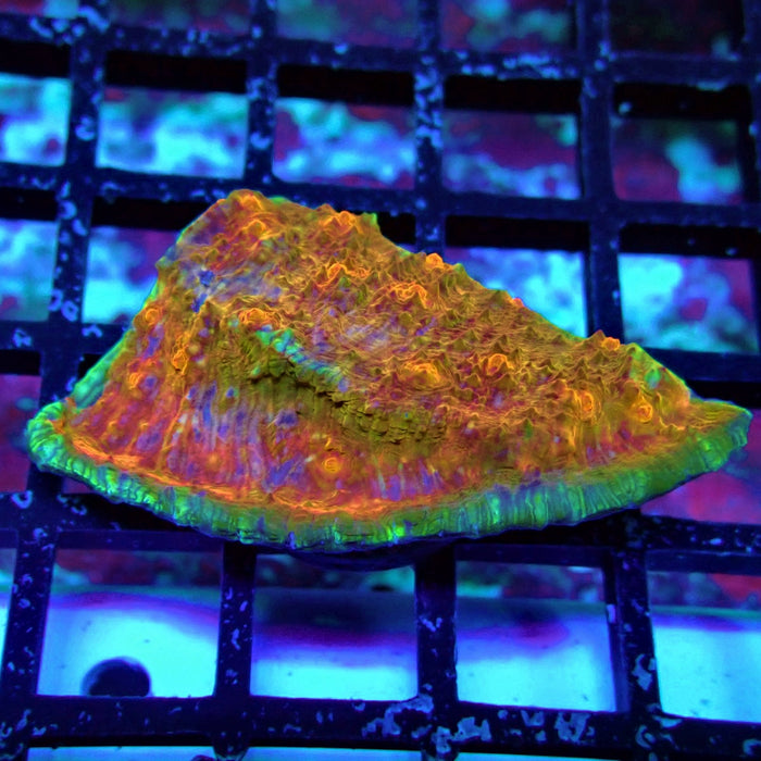 Chalice Coral Frag (8)