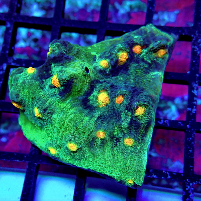 Chalice Coral Frag (13)