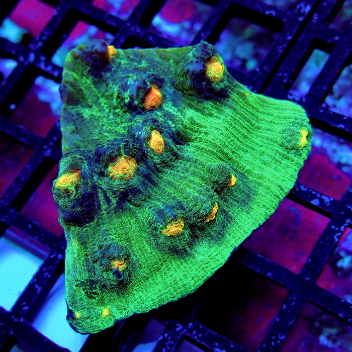Chalice Coral Frag (13)