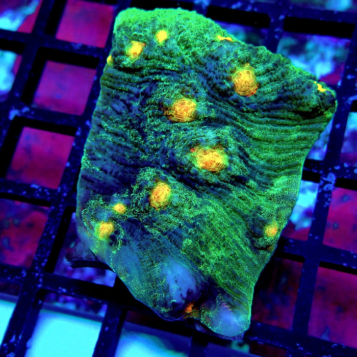 Chalice Coral Frag (13)