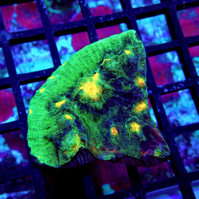 Chalice Coral Frag (13)