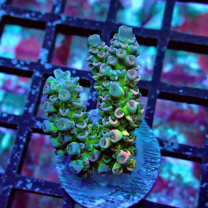 Green Blue Pink Scale Tenuis Acro