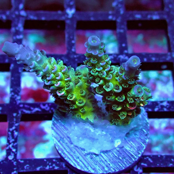 Green Blue Pink Scale Tenuis Acro