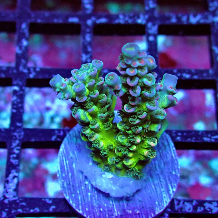Green Blue Pink Scale Tenuis Acro