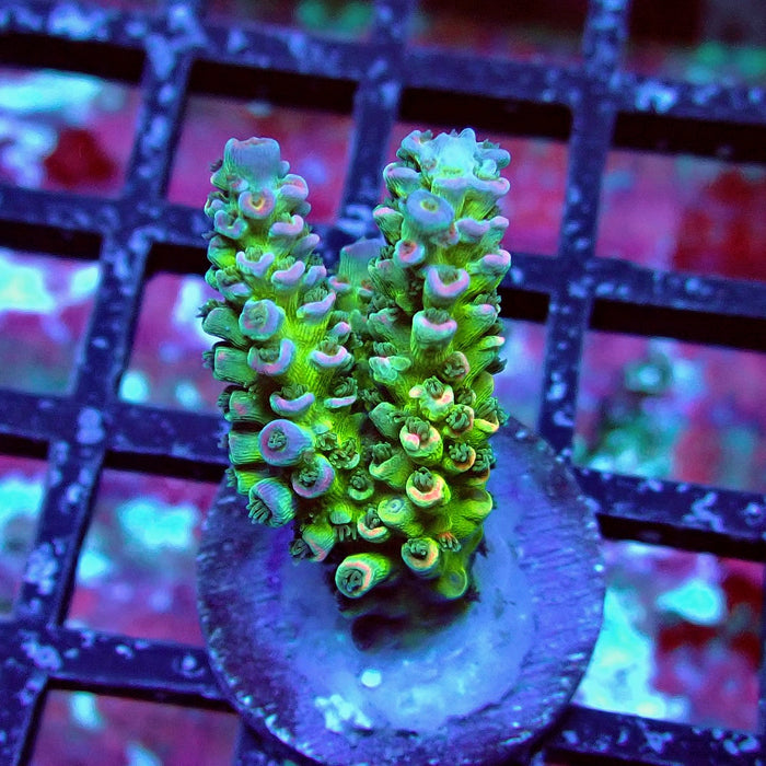 Green Blue Pink Scale Tenuis Acro