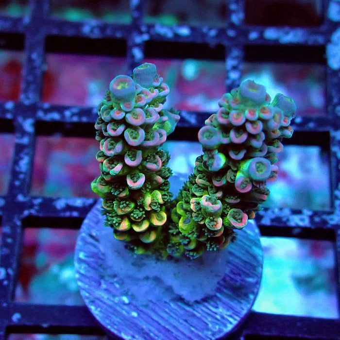 Green Blue Pink Scale Tenuis Acro